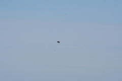 Phalacrocorax capensis