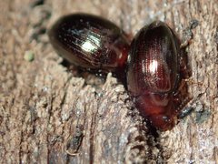 Scaphidema metallicum