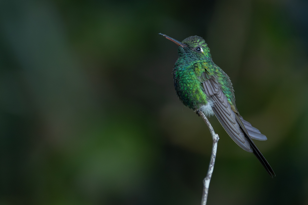 Cuban Emerald