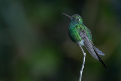 Cuban Emerald photo 1