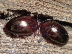 Scaphidema metallicum