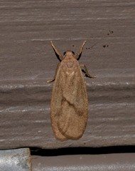 Lambula obliquilinea