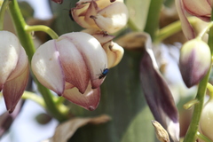 Pseudoluperus maculicollis