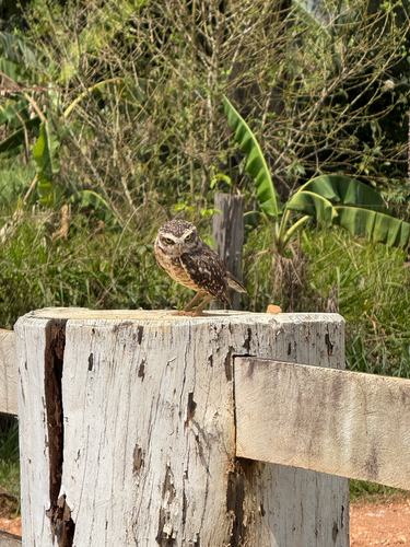 Burrowing Owl