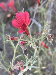 Ipomopsis tenuifolia