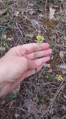 Alyssum trichostachyum