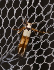 Stathmopoda pantarches