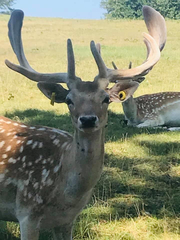 Cervini