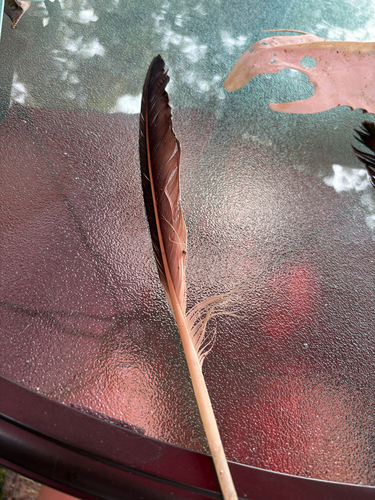 Plume de Fou de Bassan