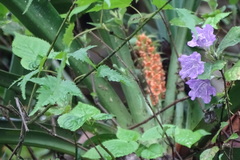 Rohdea fargesii