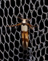 Stathmopoda pantarches