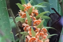 Rohdea fargesii