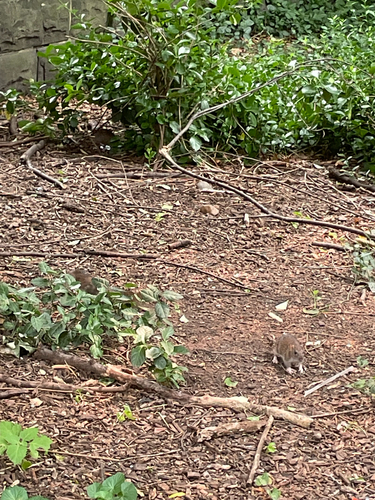 Rat photographed near here on 2026-07-16