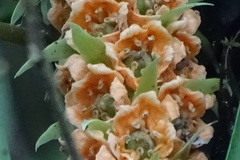 Rohdea fargesii
