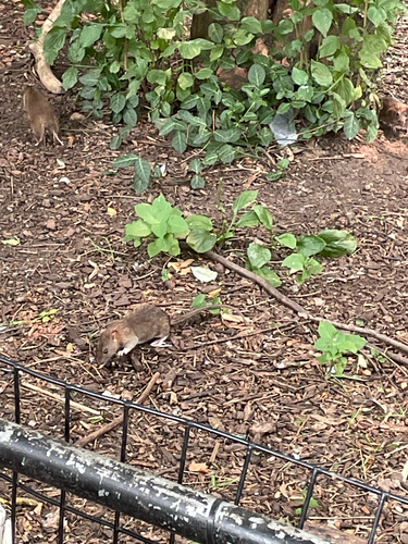 Rat photographed near here on 2026-07-16