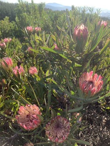 Protea burchellii, photograph 6