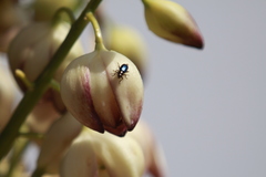 Pseudoluperus maculicollis