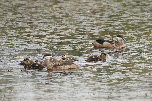 iNaturalist image