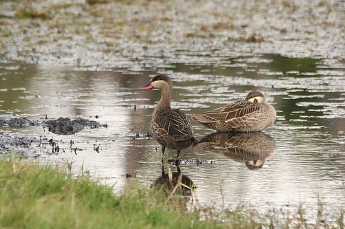iNaturalist: (c) Sharon Louw, some rights reserved (CC BY-NC), uploaded by Sharon Louw iNaturalist image