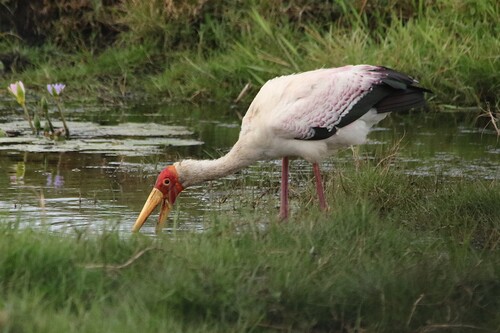 iNaturalist image