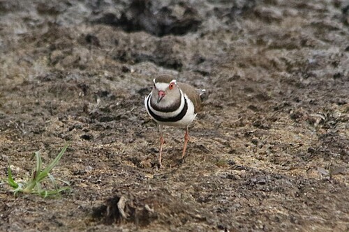 iNaturalist: (c) Sharon Louw, some rights reserved (CC BY-NC), uploaded by Sharon Louw iNaturalist image