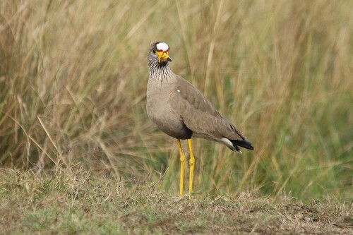 iNaturalist image