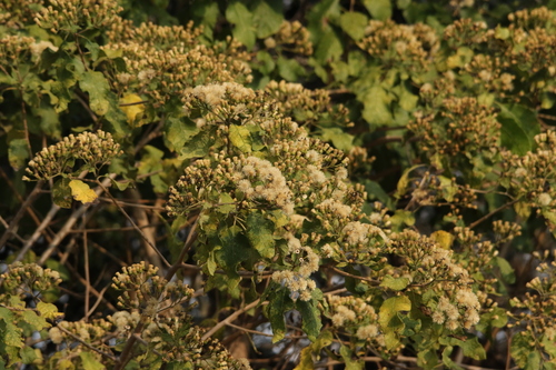 Vernonia colorata, 2026-07-13
