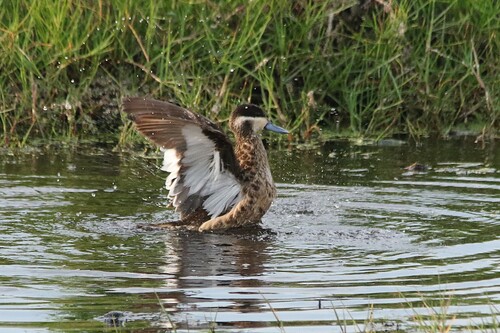 iNaturalist image