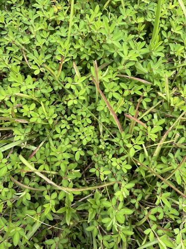 Japanese Clover