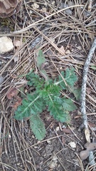 Scabiosa praemontana