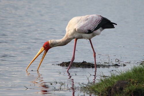 iNaturalist image