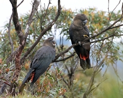 Glossy Black-Cockatoo photo 3