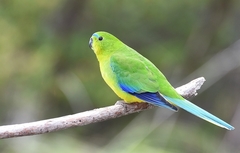 Neophema chrysogaster