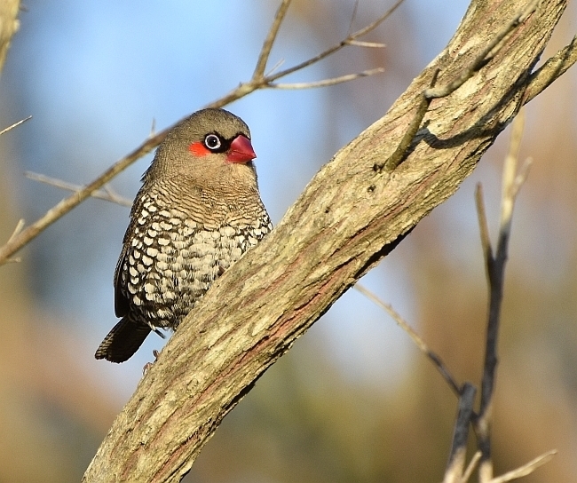 Red-eared Firetail photo