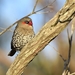 Red-eared Firetail - Photo (c) Carlos Sanchez, some rights reserved (CC BY-NC), uploaded by Carlos Sanchez