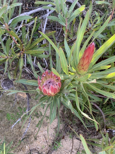 Protea burchellii, photograph 5