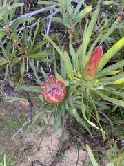 Protea burchellii, photograph (c) Dave Richardson, some rights reserved (CC BY)