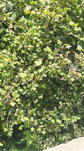 Ribes rotundifolium, photograph 1