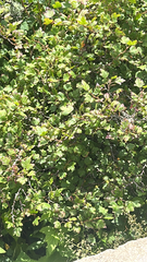 Ribes rotundifolium