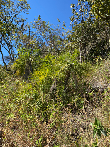 Syagrus flexuosa, photograph 1