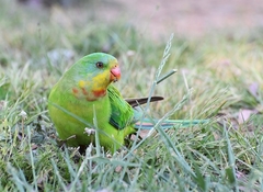 Polytelis swainsonii