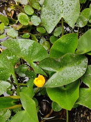 Nuphar japonica