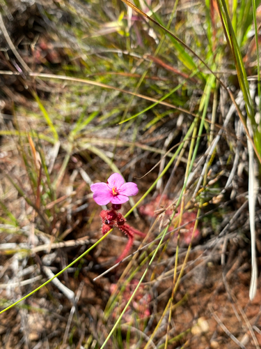 Drosera hirtella