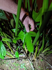 Dendropanax arboreus