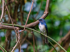 Cyornis hainanus