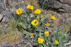 Balsamorhiza serrata