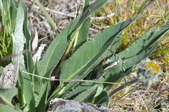 Balsamorhiza serrata
