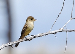 Empidonax albigularis