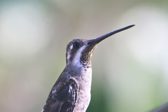 Heliomaster constantii