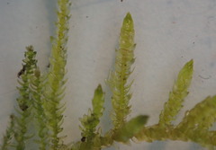 Scleropodium cespitans